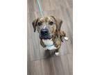 Adopt Tootle a Brindle Terrier (Unknown Type, Medium) / Mixed dog in Hilton