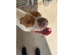 Adopt Athena a Red/Golden/Orange/Chestnut - with White Pointer / American Pit