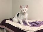 Adopt Pixel a Black & White or Tuxedo American Shorthair / Mixed (short coat)