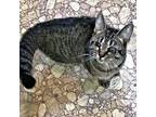 Adopt Betty Bob a Gray or Blue Domestic Shorthair / Mixed (short coat) cat in