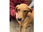 Adopt Tony a Mixed Breed (Medium) / Mixed dog in Jonesboro, AR (37852030)