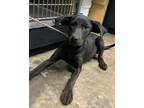 Adopt Tabitha a Mixed Breed (Medium) / Mixed dog in Jonesboro, AR (37852033)