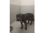 Adopt BUBBI a American Pit Bull Terrier / Mixed dog in Henderson, KY (37965412)