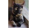 Adopt Jan a Domestic Shorthair / Mixed (short coat) cat in North Fort Myers