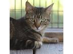 Adopt Selina Kyle a Domestic Shorthair / Mixed (short coat) cat in North Fort