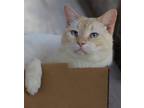 Adopt Steven -Needs a Sponsor a Domestic Shorthair / Mixed (short coat) cat in