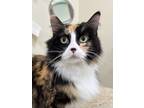 Adopt Deanna a Calico or Dilute Calico Domestic Longhair / Mixed (long coat) cat