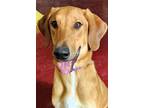 Adopt Chowder a Tan/Yellow/Fawn Hound (Unknown Type) / Mixed dog in Webster
