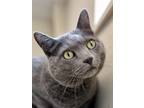 Adopt Webster a Gray or Blue Domestic Shorthair / Mixed (short coat) cat in