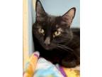 Adopt Turk a All Black Domestic Shorthair / Mixed (short coat) cat in Webster