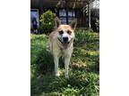 Adopt Odin a Tan/Yellow/Fawn - with White Husky / Labrador Retriever / Mixed dog