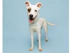 Adopt Rye a Mixed Breed (Medium) / Mixed dog in Durham, NC (38000400)
