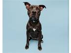 Adopt Marigold a Mixed Breed (Medium) / Mixed dog in Durham, NC (38000406)