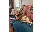 Adopt Dolly a Beagle / Mixed Breed (Medium) / Mixed dog in Saint Francisville