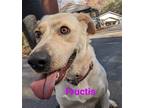 Adopt Fructis a Tan/Yellow/Fawn Labrador Retriever / Mixed dog in Franklin