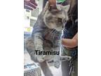 Adopt Tiramisu a Gray or Blue (Mostly) Domestic Shorthair / Mixed cat in