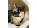 Adopt Ziti (Mellow and Affectionate) - $70 a Calico or Dilute Calico Domestic