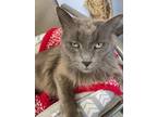 Adopt Brady (Cuddly Gray Senior) - $25 a Gray or Blue Domestic Longhair / Mixed