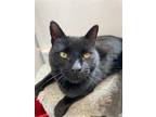Adopt Carlos (Friendly and Affectionate) - $70 a All Black Domestic Shorthair /