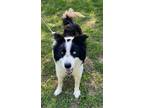 Adopt Valor a White - with Black Border Collie / Mixed dog in Sparta