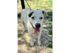 Adopt Renee a White - with Brown or Chocolate American Pit Bull Terrier / Mixed