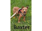 Adopt Baxter a Tan/Yellow/Fawn - with White Carolina Dog / Australian Cattle Dog