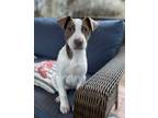 Adopt Brandy a Hound (Unknown Type) / Mixed dog in Chantilly, VA (37886943)