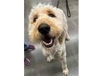 Adopt Hunter a Tan/Yellow/Fawn Poodle (Standard) / Golden Retriever / Mixed dog