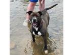 Adopt Loulou a Black Pit Bull Terrier / Mixed dog in Front Royal, VA (37975116)