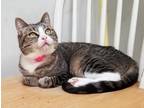 Adopt SUSIE a Spotted Tabby/Leopard Spotted Domestic Shorthair / Mixed (short