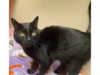Adopt KIM K a All Black Domestic Shorthair / Mixed (short coat) cat in Dallas