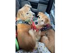 Adopt Sophie & Russell a Red/Golden/Orange/Chestnut - with White Golden