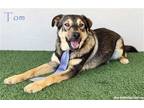 Adopt Tom a Brown/Chocolate - with Tan German Shepherd Dog / Mixed dog in San