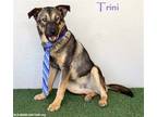 Adopt Trini a Brown/Chocolate - with Tan German Shepherd Dog / Mixed dog in San