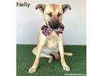 Adopt Nelly a Tan/Yellow/Fawn - with Black Belgian Malinois / Mixed dog in San