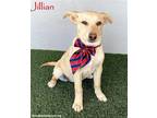 Adopt Jillian a Tan/Yellow/Fawn Labrador Retriever / Mixed dog in San Diego