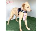 Adopt Otto a Labrador Retriever / Greyhound / Mixed dog in San Diego