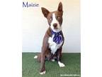 Adopt Maizie a Brown/Chocolate - with White Ibizan Hound / Husky / Mixed dog in
