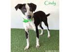 Adopt Cindy a Black - with White Australian Cattle Dog / Border Collie / Mixed