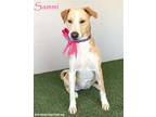 Adopt Sammi a Tan/Yellow/Fawn - with White Labrador Retriever / Mixed dog in San