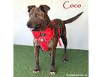 Adopt Coco a Brindle - with White Dutch Shepherd / Mixed dog in San Diego