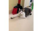 Adopt Mouse a Domestic Short Hair