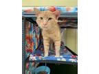 Adopt Juice a Domestic Short Hair