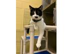 Adopt Felix a Domestic Short Hair