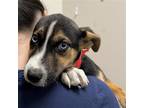 Adopt Kai a Mixed Breed (Medium) / Mixed dog in Rancho Santa Fe, CA (37879647)