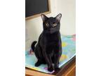 Adopt Pacey Whitter aka Mr Cat a All Black Domestic Shorthair / Mixed (short