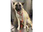 Adopt Sandy a Black - with Tan, Yellow or Fawn German Shepherd Dog / Mixed dog