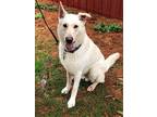 Adopt Murphy a White German Shepherd Dog / Mixed dog in Mt. Airy, MD (37976241)