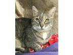 Adopt Lilith a Domestic Shorthair / Mixed cat in Columbus, OH (37830768)