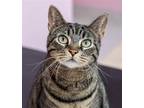 Adopt Betty Crocker - KBC a Domestic Shorthair / Mixed cat in Columbus
